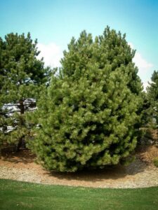 Сосна Чёрная (Pinus Nigra) купить по цене от 270.00р. в интернет-магазине «Посадика» с доставкой почтой в в Демидове и по всей России – [изображение №1].