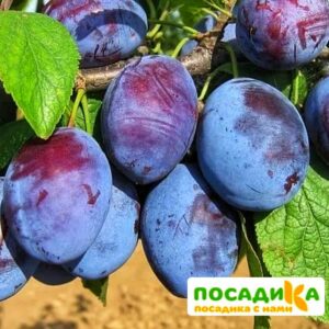 Слива Чачакская ранняя купить по цене от 229.00р. в интернет-магазине «Посадика» с доставкой почтой в в Демидове и по всей России – [изображение №1].