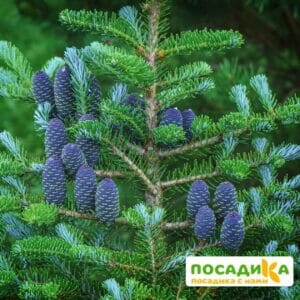 Пихта корейская (Abies koreana) купить по цене от 450.00р. в интернет-магазине «Посадика» с доставкой почтой в в Демидове и по всей России – [изображение №1].