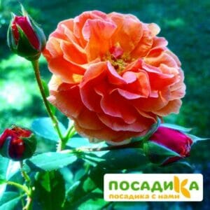 Роза Арабия купить по цене от 350.00р. в интернет-магазине «Посадика» с доставкой почтой в в Демидове и по всей России – [изображение №1].