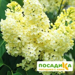 Сирень Примроуз (Primrose) купить по цене от 529.00р. в интернет-магазине «Посадика» с доставкой почтой в в Демидове и по всей России – [изображение №1].