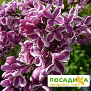 Сирень Сенсация купить по цене от 529.00р. в интернет-магазине «Посадика» с доставкой почтой в в Демидове и по всей России – [изображение №1].