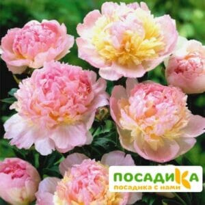 Пион Распберри Сандей (Paeonia Raspberry Sundae) купить по цене от 959р. в интернет-магазине «Посадика» с доставкой почтой в в Демидове и по всей России – [изображение №1].