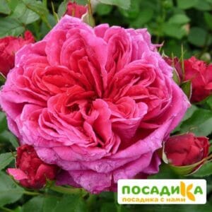 Шраб Роза Соул купить по цене от 390.00р. в интернет-магазине «Посадика» с доставкой почтой в в Демидове и по всей России – [изображение №1].