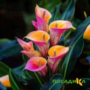 Калла Оникс купить по цене от 450р. в интернет-магазине «Посадика» с доставкой почтой в в Демидове и по всей России – [изображение №1].