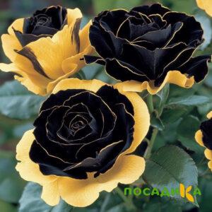 Роза Ханни Сикл купить по цене от 700р. в интернет-магазине «Посадика» с доставкой почтой в в Демидове и по всей России – [изображение №1].
