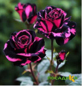Роза Багровый Шепот купить по цене от 366р. в интернет-магазине «Посадика» с доставкой почтой в в Демидове и по всей России – [изображение №1].