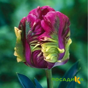 Тюльпан Экзотик Хэвен купить по цене от 186р. в интернет-магазине «Посадика» с доставкой почтой в в Демидове и по всей России – [изображение №1].