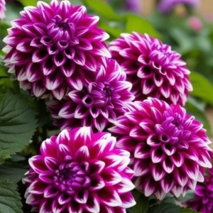 Георгин Кристал Корт купить по цене от 602р. в интернет-магазине «Посадика» с доставкой почтой в в Демидове и по всей России – [изображение №1].