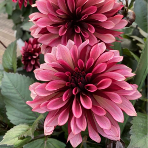 Георгин Перли Сансет купить по цене от 309р. в интернет-магазине «Посадика» с доставкой почтой в в Демидове и по всей России – [изображение №1].