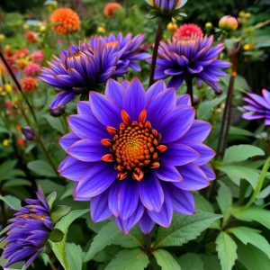 Георгин Лазурит купить по цене от 799р. в интернет-магазине «Посадика» с доставкой почтой в в Демидове и по всей России – [изображение №1].