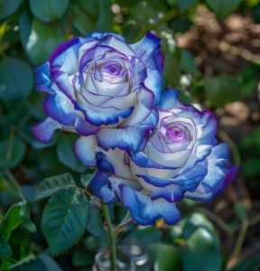 Роза Пэтолз Хоуп купить по цене от 333р. в интернет-магазине «Посадика» с доставкой почтой в в Демидове и по всей России – [изображение №1].