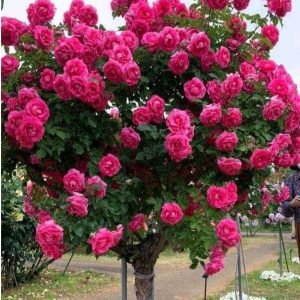 Роза Версаля купить по цене от 232р. в интернет-магазине «Посадика» с доставкой почтой в в Демидове и по всей России – [изображение №1].