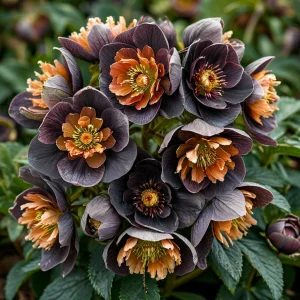 Морозник Блум Айс купить по цене от 499р. в интернет-магазине «Посадика» с доставкой почтой в в Демидове и по всей России – [изображение №1].