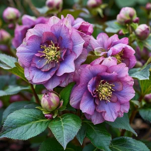 Морозник Айс Принцесс Чарм купить по цене от 650р. в интернет-магазине «Посадика» с доставкой почтой в в Демидове и по всей России – [изображение №1].