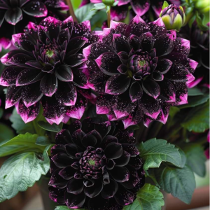 Георгин Лаванда Лейс купить по цене от 679р. в интернет-магазине «Посадика» с доставкой почтой в в Демидове и по всей России – [изображение №1].