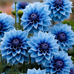 Георгин Вижапе купить по цене от 699р. в интернет-магазине «Посадика» с доставкой почтой в в Демидове и по всей России – [изображение №1].