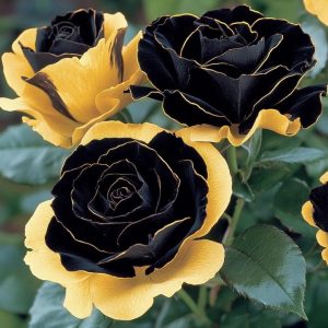 Роза Ханни Сикл купить по цене от 700р. в интернет-магазине «Посадика» с доставкой почтой в в Демидове и по всей России – [изображение №1].