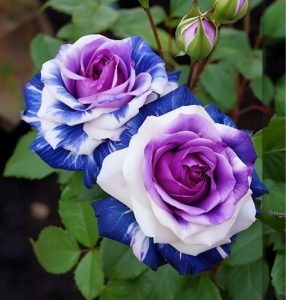 Роза Айвори Каскад купить по цене от 420р. в интернет-магазине «Посадика» с доставкой почтой в в Демидове и по всей России – [изображение №1].